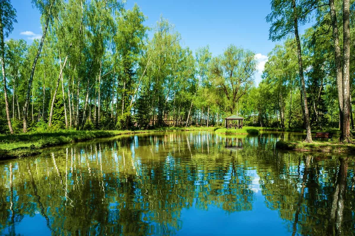 Участок 7Р, 10 соток лес на участке — КП Greenwood, Ступино - фото 1