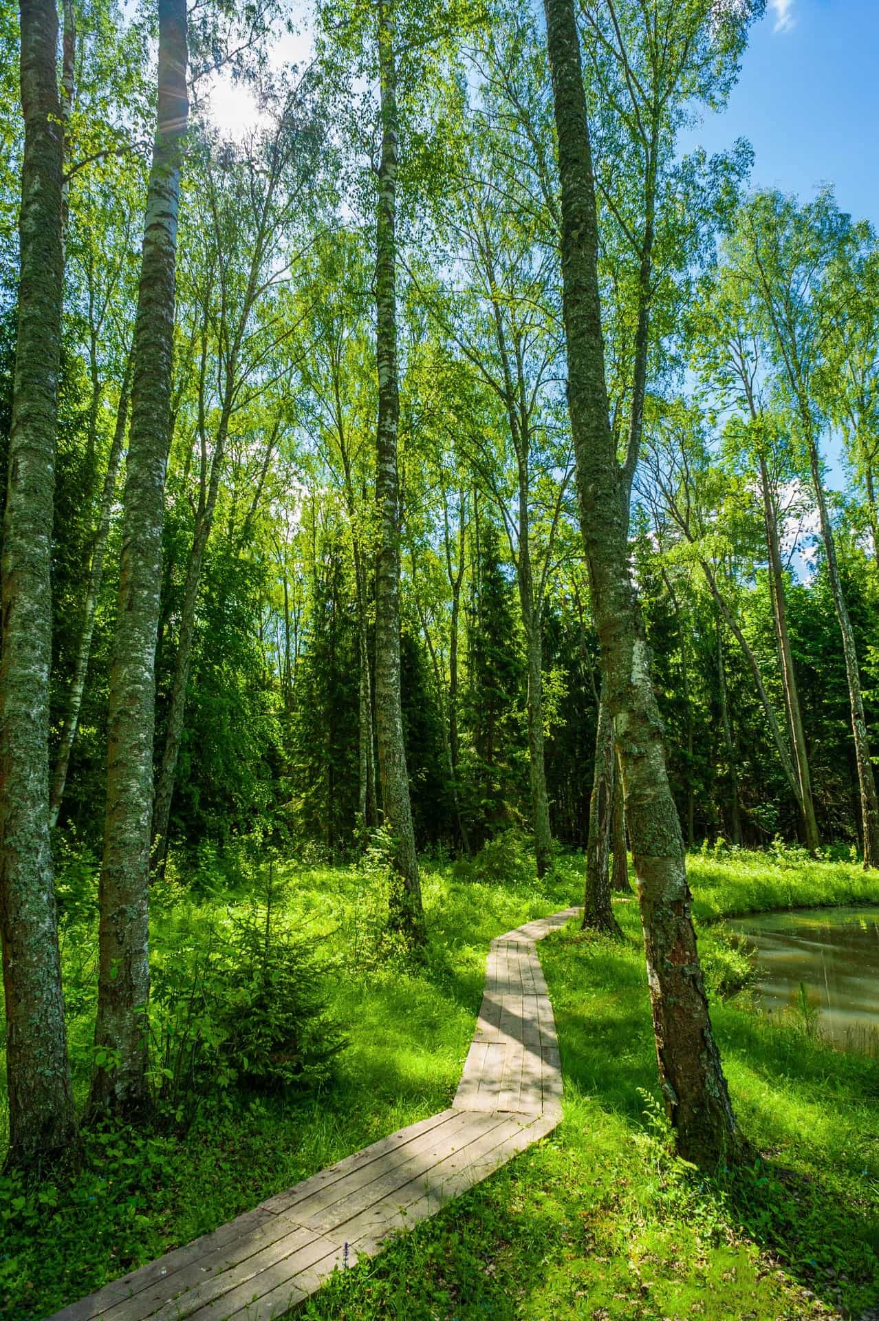 Участок 7Р, 10 соток лес на участке — КП Greenwood, Ступино - фото 2
