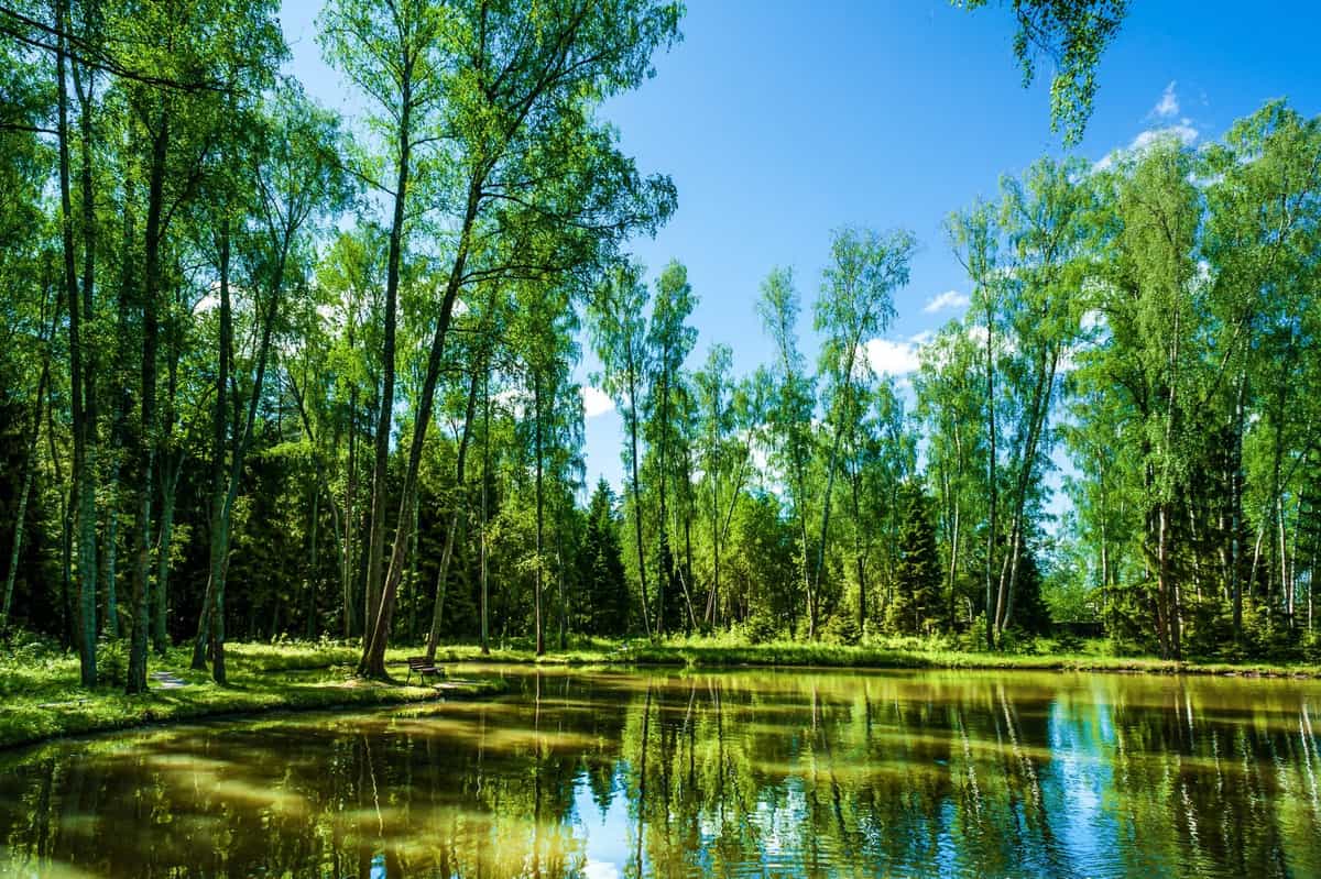 Участок G19, 13 соток с лесными деревьями — КП Greenwood, Ступино - фото 1