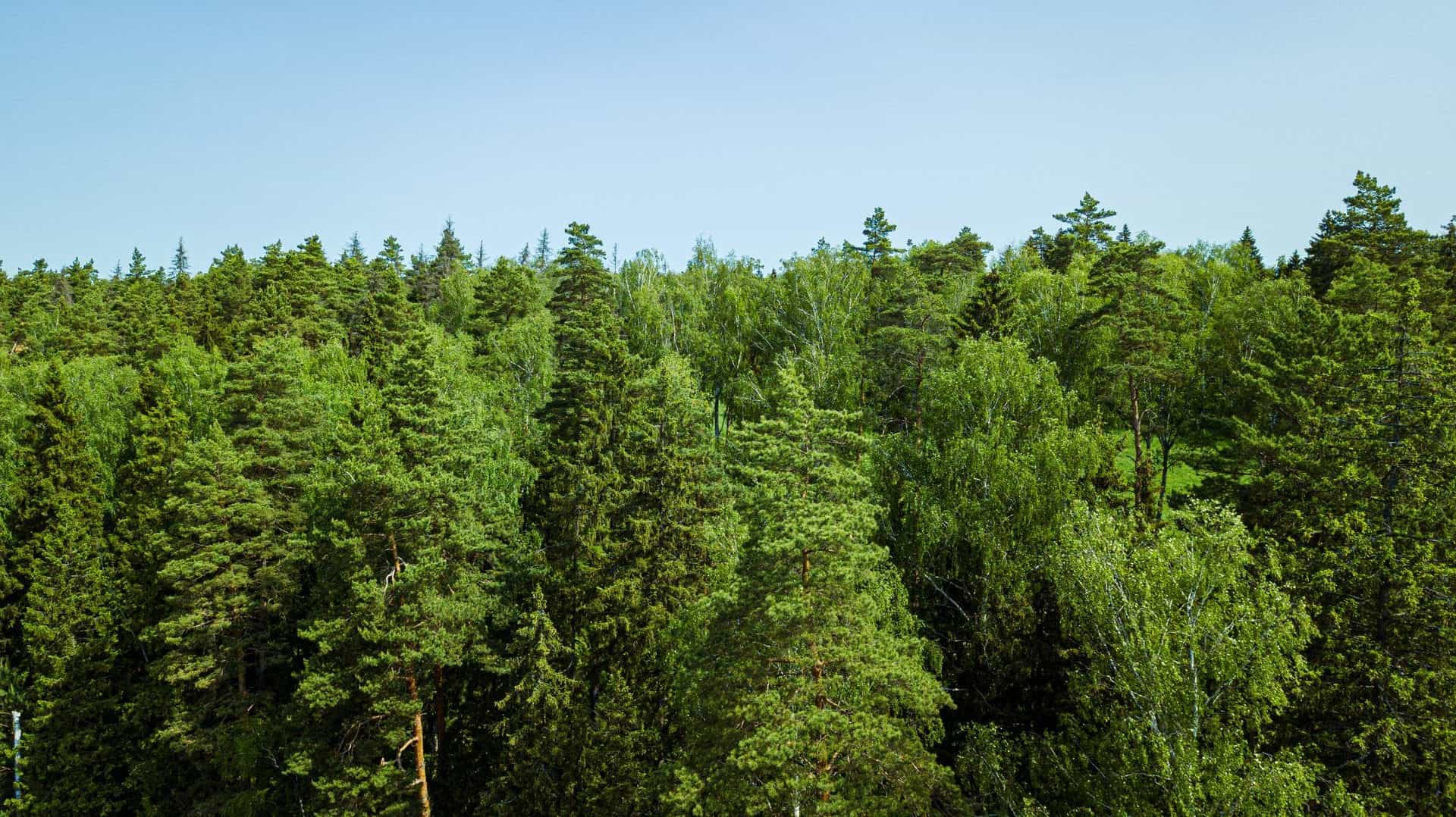 Участок V93, 11 соток, ИЖС, примыкает к хвойному лесу — КП Green Forest Club, Ступино - фото 2