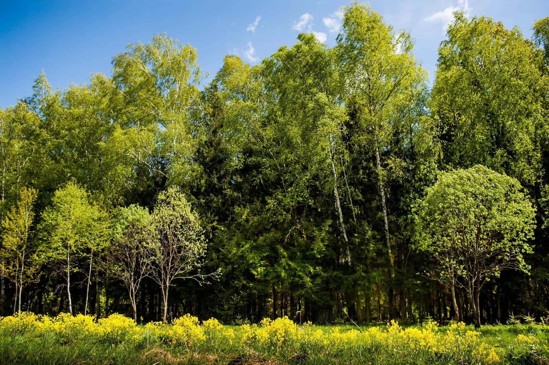 Участок N56, 10,2 соток, ИЖС, с лесными деревьями — КП Green Forest Premium, Ступино - фото 2