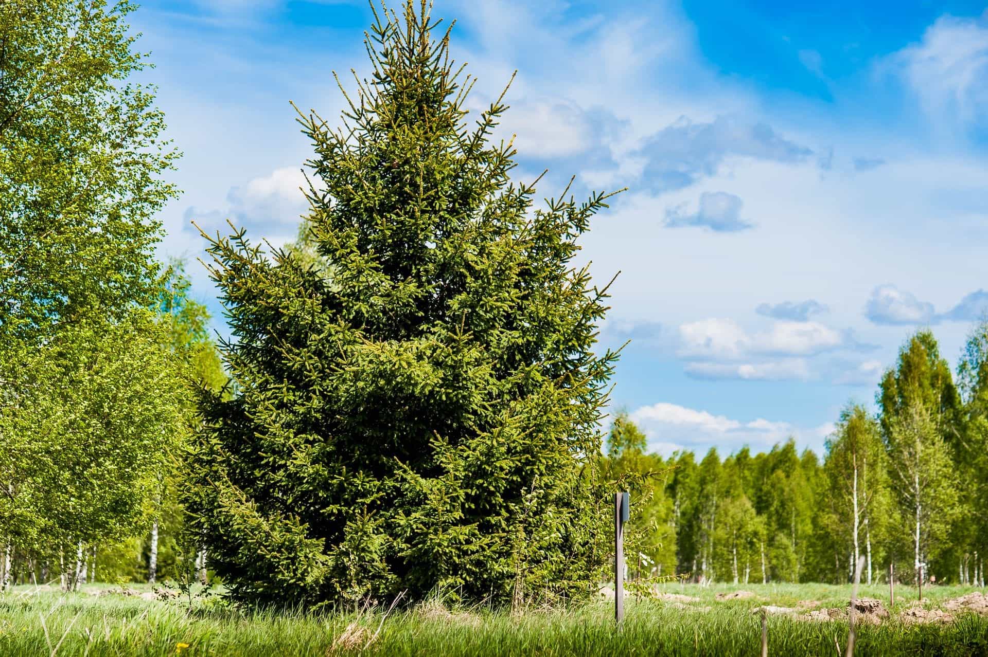 Участок W37, 10 соток, ИЖС, с выходом в лес — КП Green Forest Premium, Ступино - фото 3