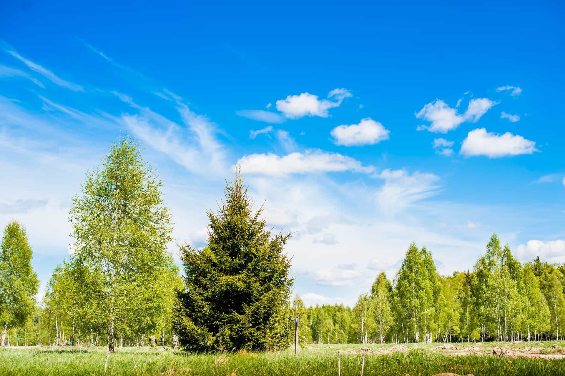 Участок N42, 10 соток, ИЖС, с лесными деревьями — КП Green Forest Premium, Ступино - фото 3