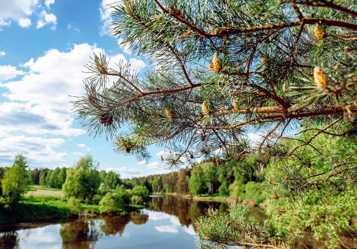 Участок B10, 11,3 соток с выходом в парк — КП Green River, Ступино - фото 1