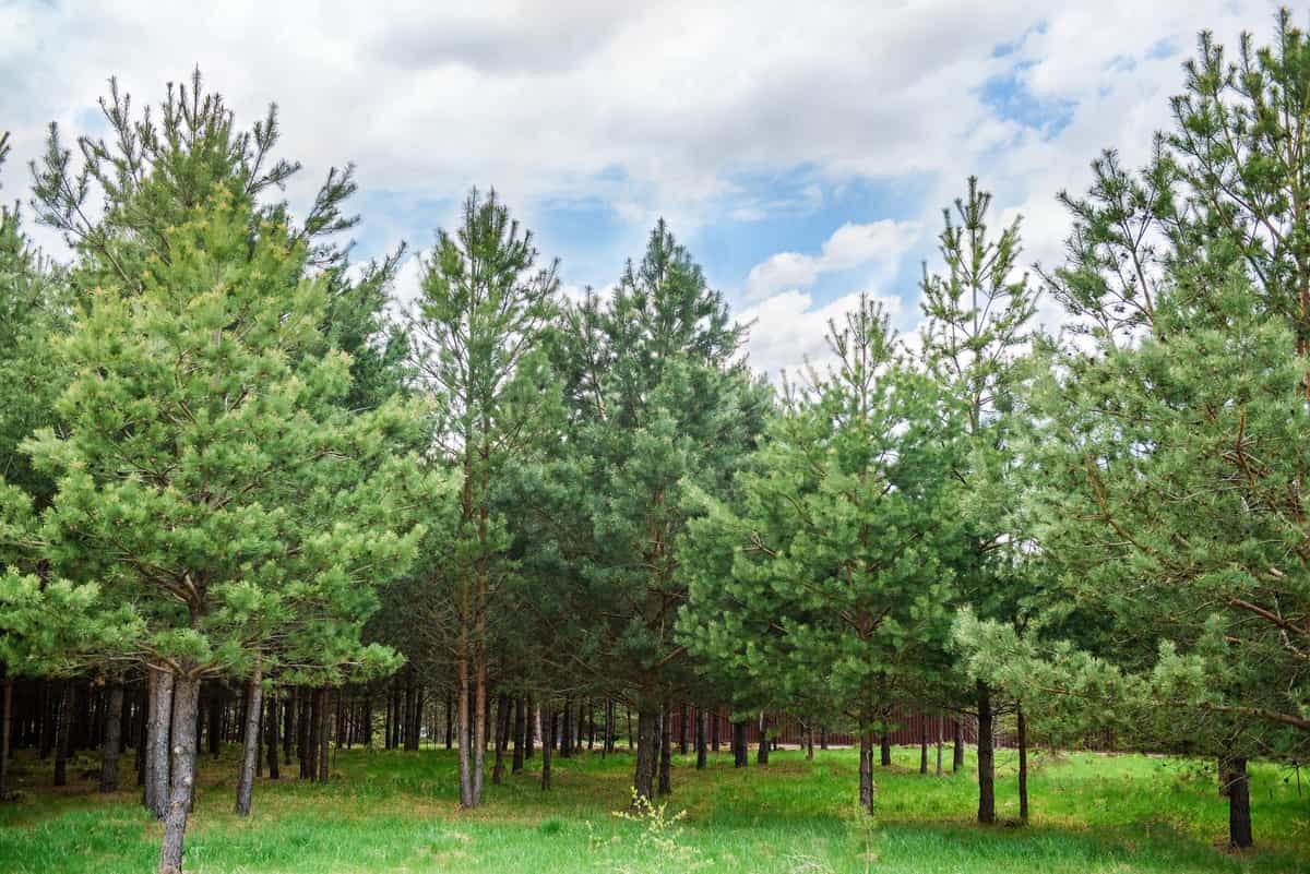 Участок K30, 10,36 соток, сосны на участке — КП Panorama River, Ступино - фото 1