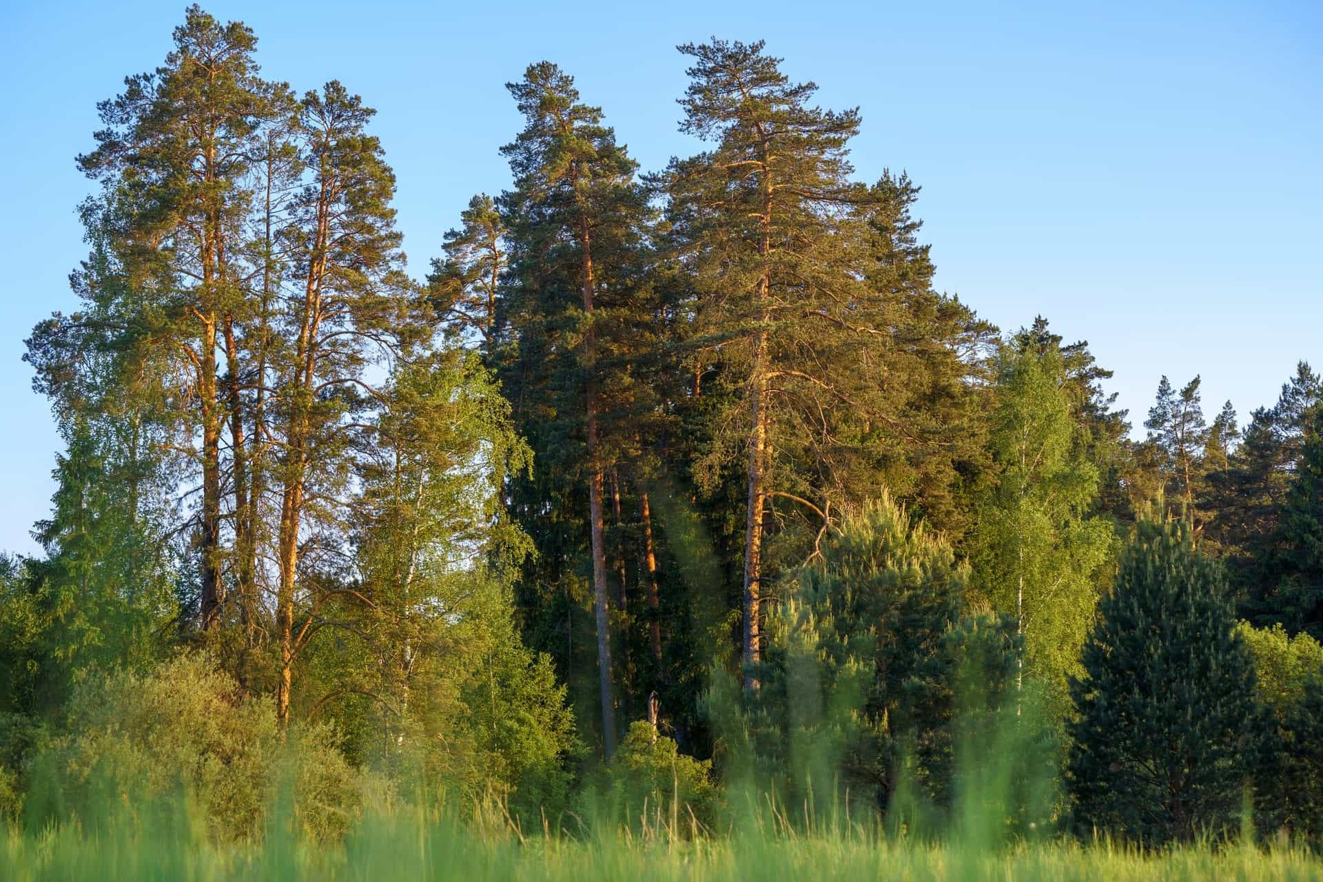 Участок C4, 11 соток — КП River Park, д. Лапино, Ступино