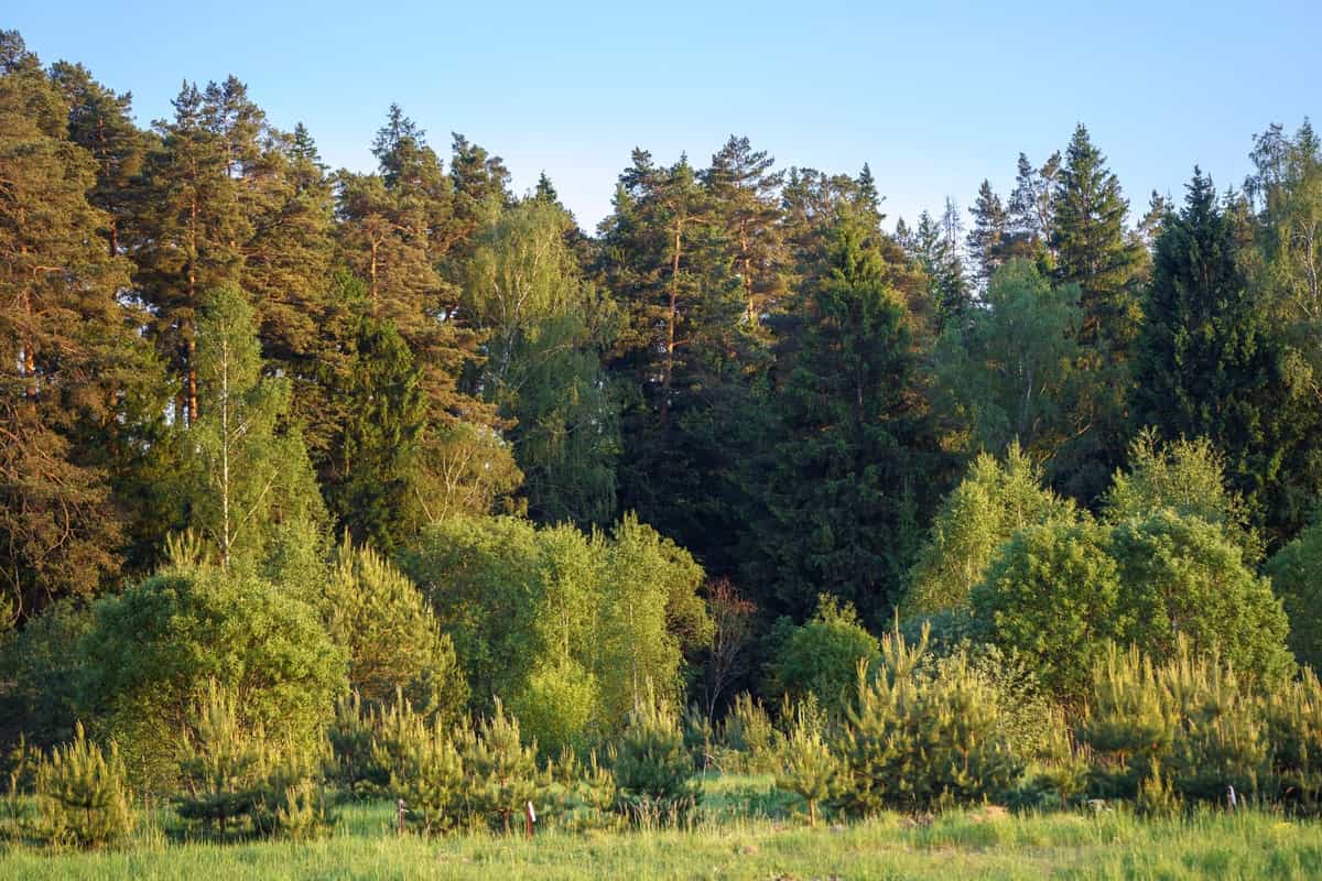 Участок A27, 9 соток — КП River Park, д. Лапино, Ступино - фото 1