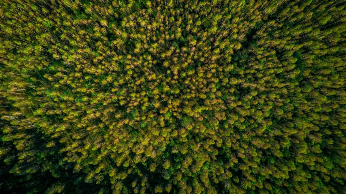 Участок M58, 9,5 соток с деревьями — КП River Wood, Ступино - фото 1