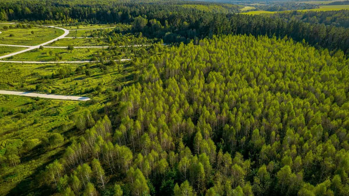 Участок S20, 9,5 соток у леса — КП River Wood, Ступино - фото 1