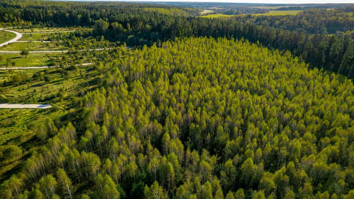 Участок S60, 10 соток у леса — КП River Wood, Ступино - фото 1