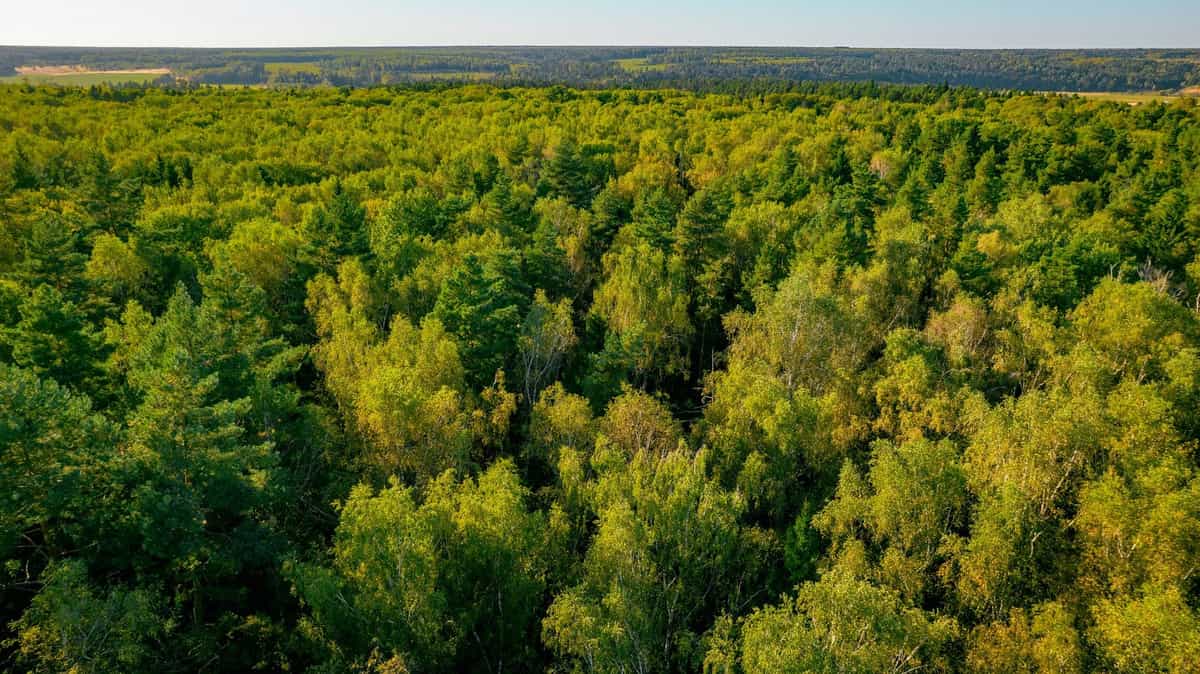 Участок K86, 10 соток у леса — КП River Wood, Ступино - фото 1