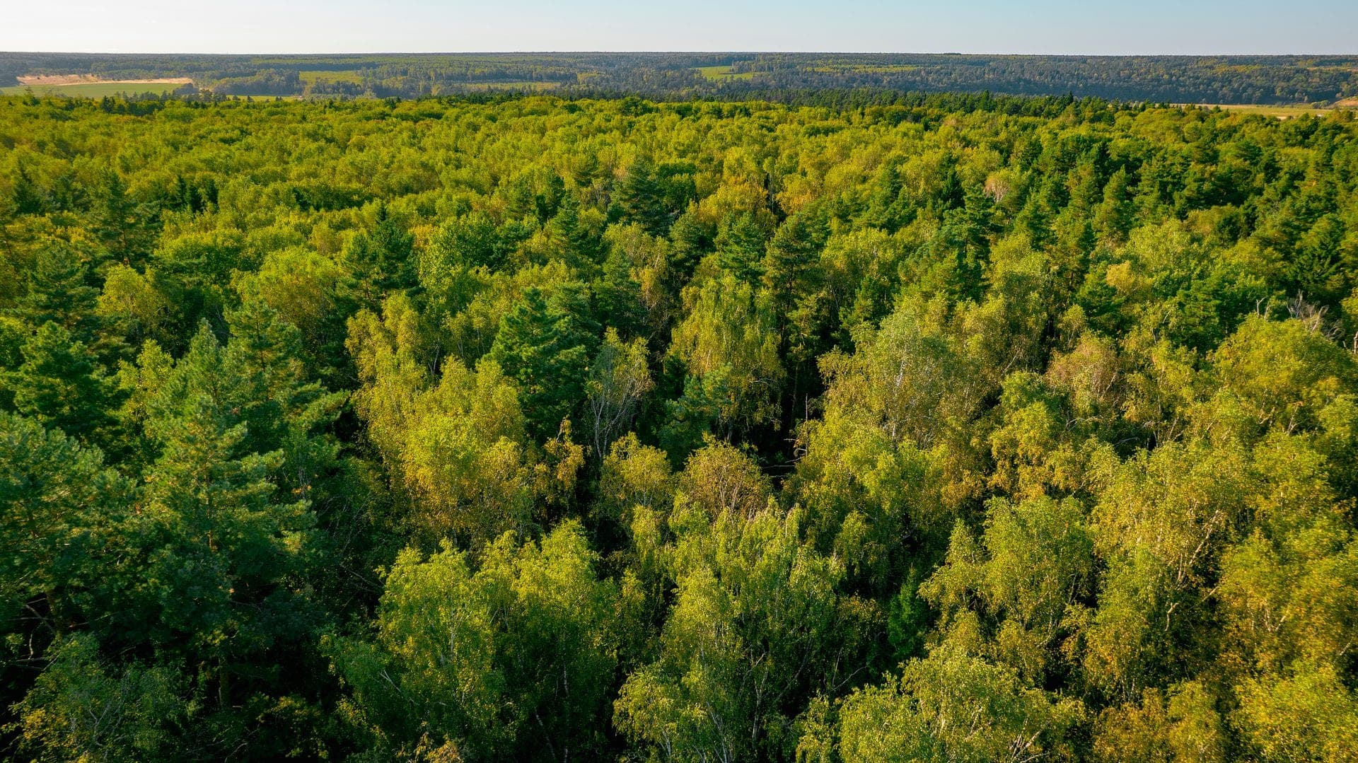 Участок M19, 9 соток с деревьями — КП River Wood, Ступино
