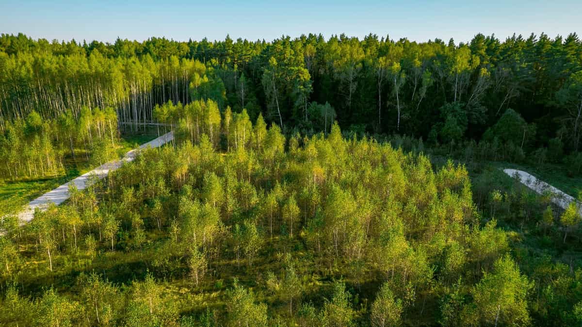 Участок S29, 8 соток у леса — КП River Wood, Ступино - фото 1