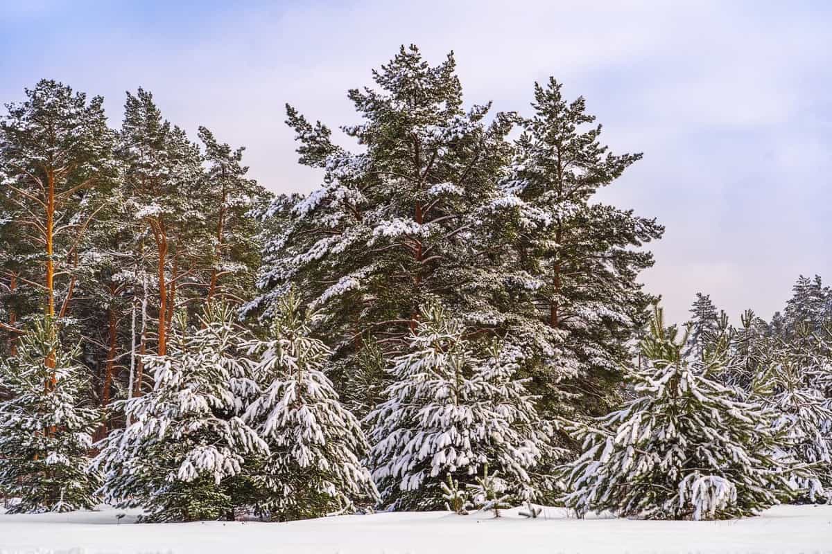 Участок A15, 10 соток луговой — КП Shelkovo Village, Ступино - фото 1
