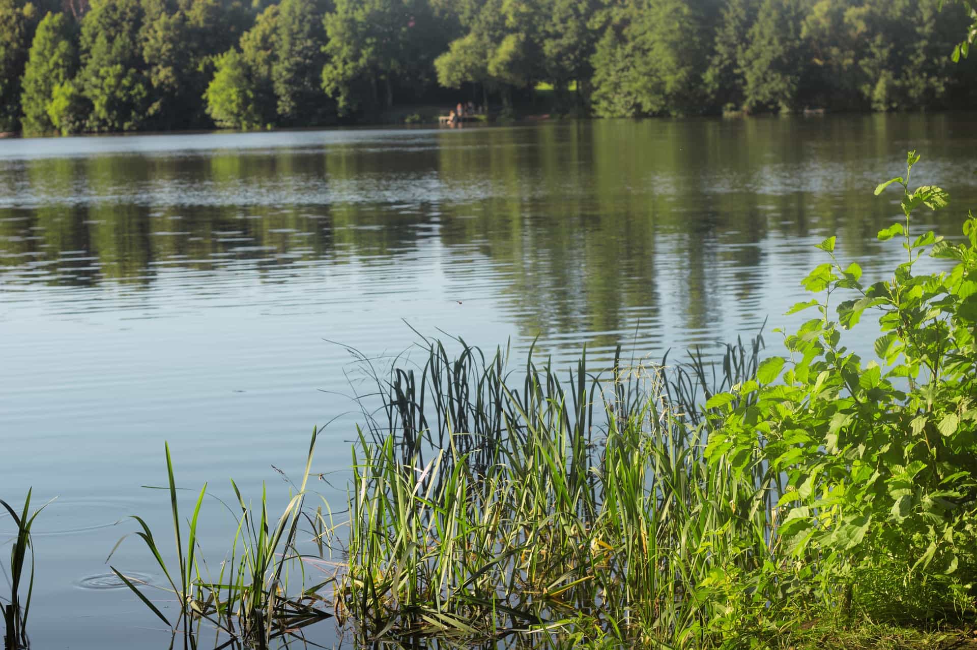 Продается земельный участок ИЖС - 12,4 сотки, в деревне Якшинские Выселки Тульской области. Категория земель - ИЖС. Цена - 350 000 рублей. - фото 3