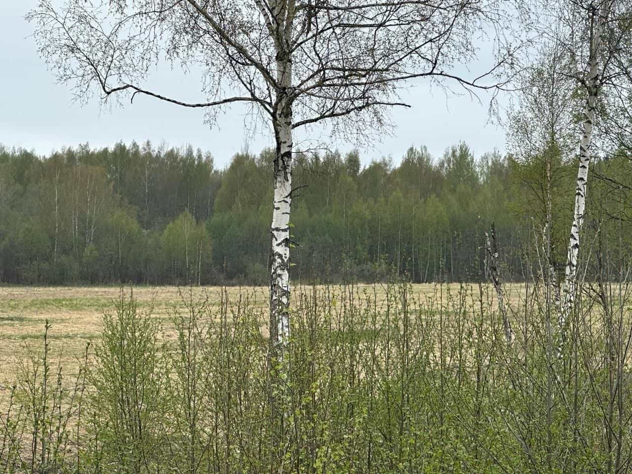 Участок 6 соток под ИЖС в Тверской области — участок готов к застройке - фото 1